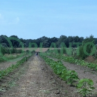 14745276265193_201508_ElemirSadnja052015 (11).JPG
